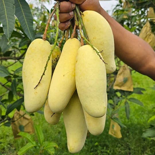 10 কেজি ব্যানানা ম্যাংগো