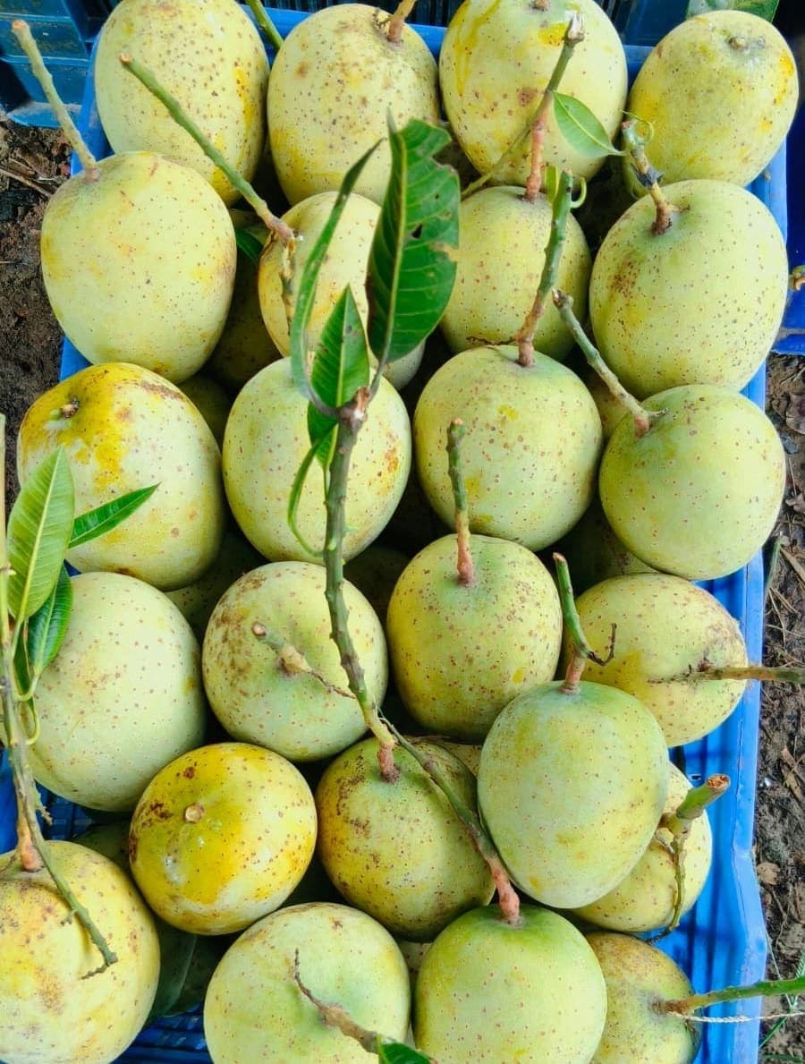 কড়া মিষ্টি গৌরমতি আম (10kg)