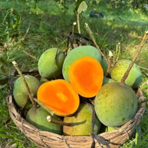 সাতক্ষীরার হিমসাগর আম -১০ কেজি