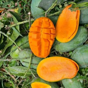 12 কেজি আম্রপালি আম
